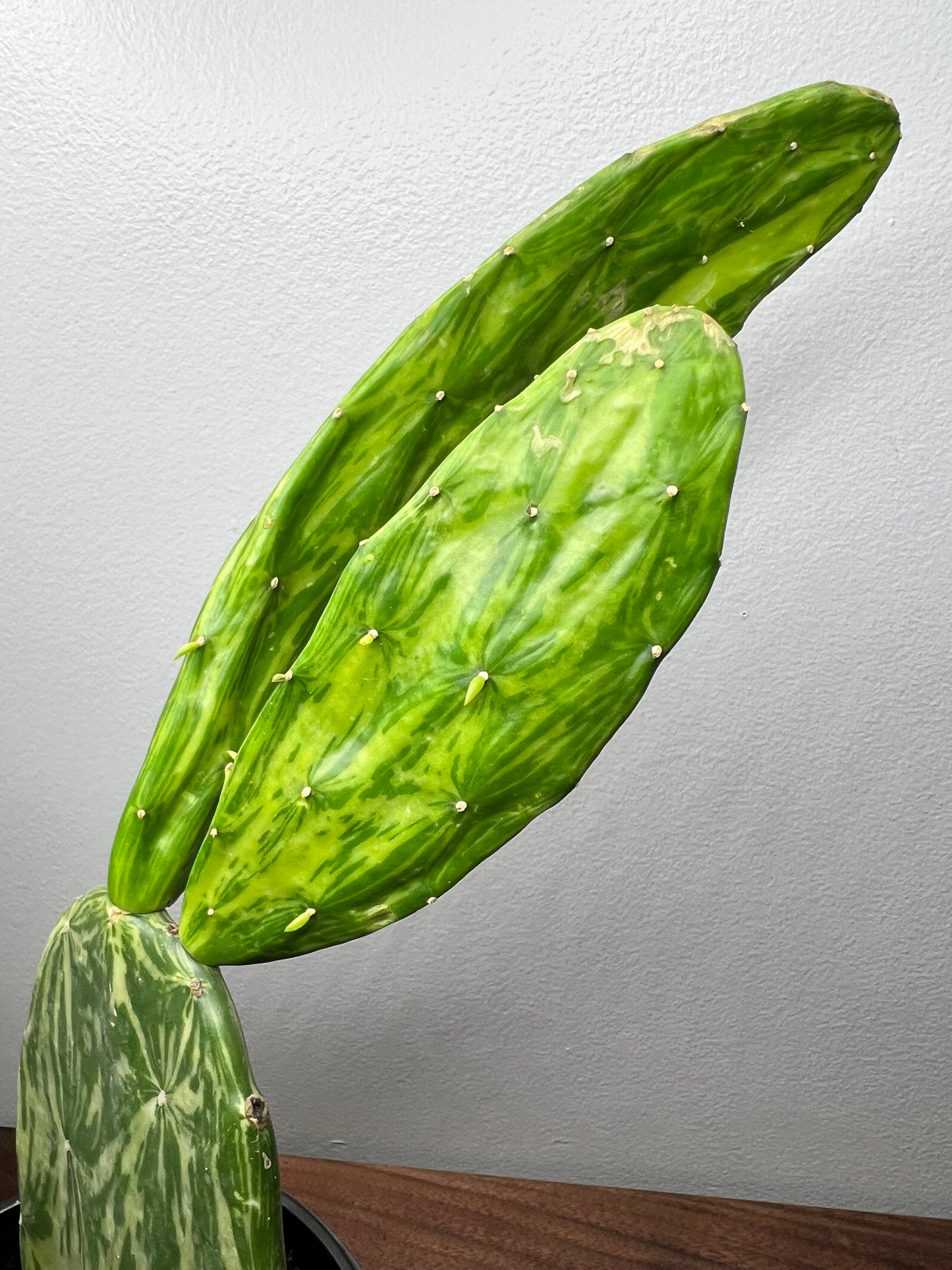 Prickly Pear (variegated)