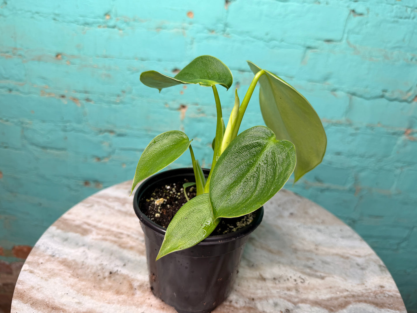 Philodendron Rugosum 4”