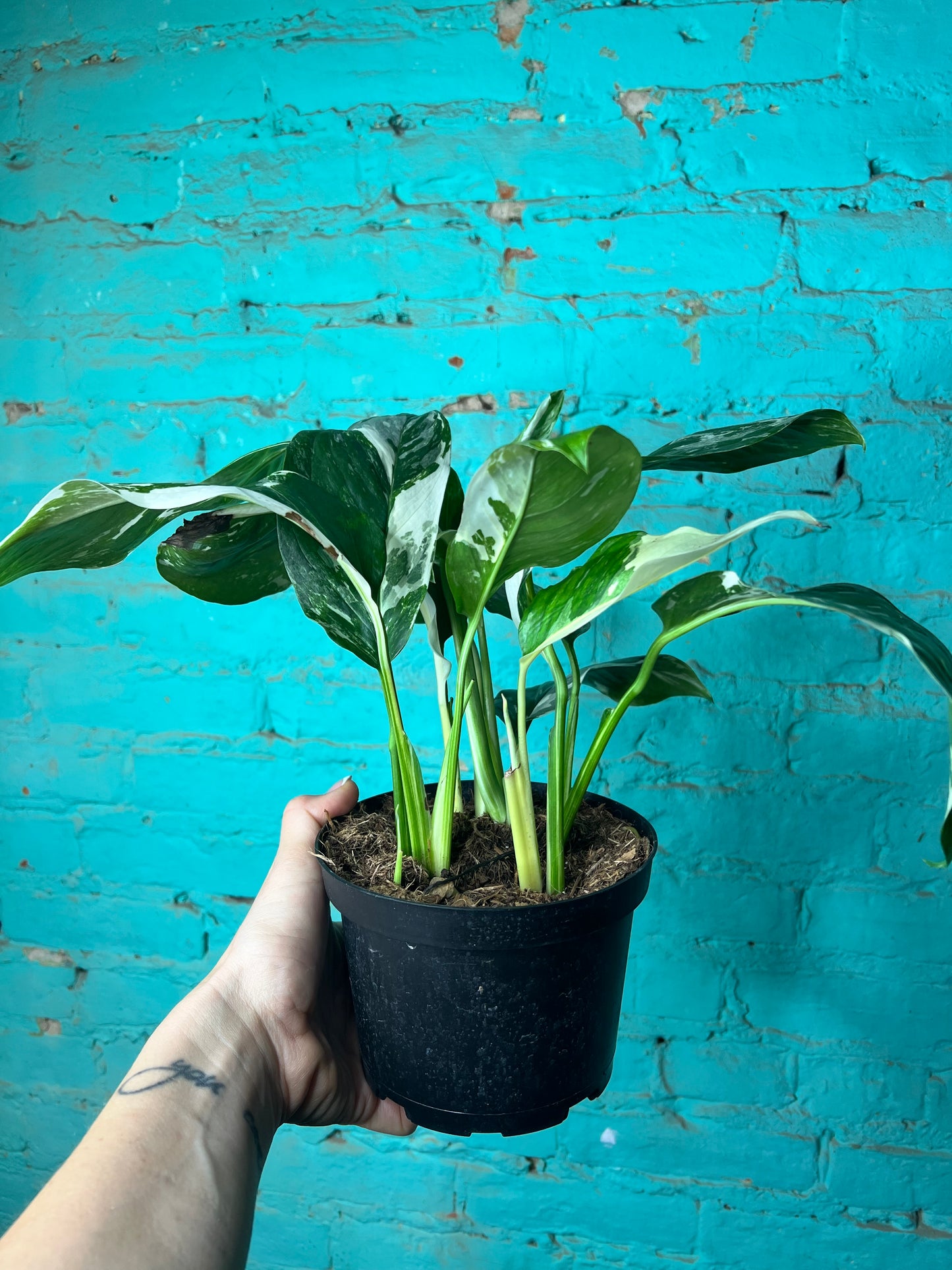 Monstera Lecherlana Variegated 6”