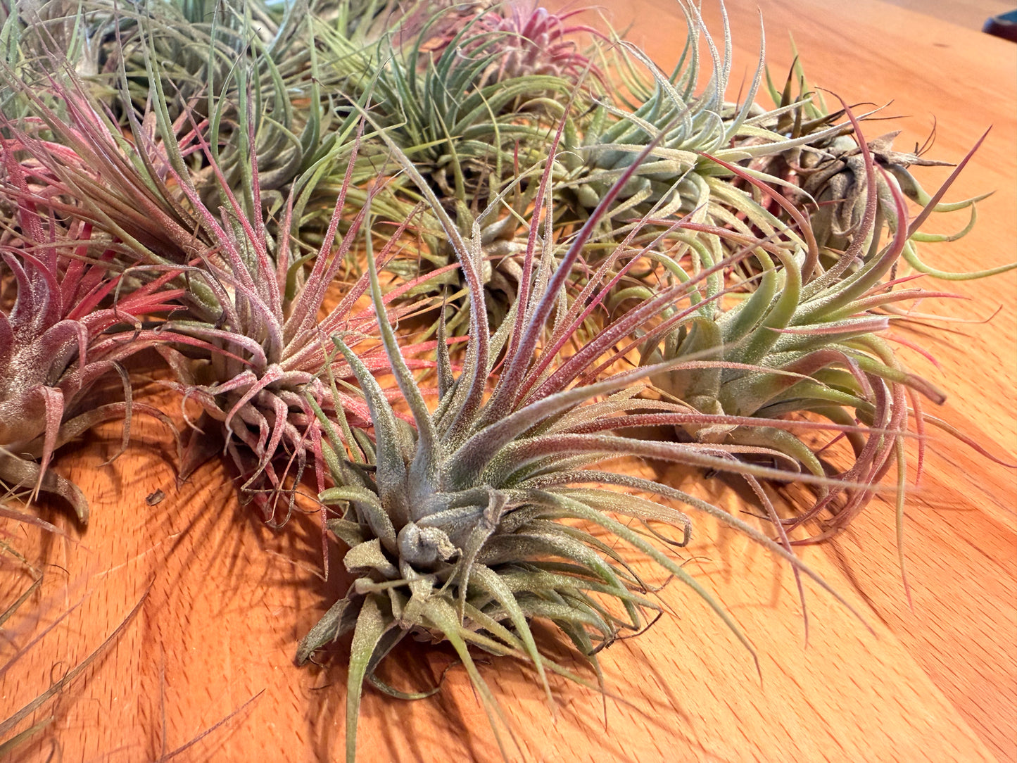 Tillandsia “Air Plants”