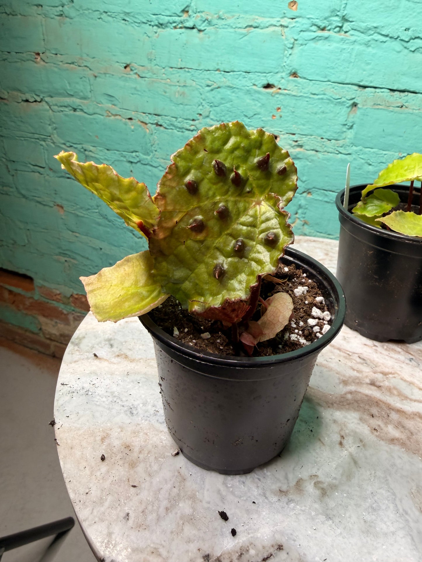 Begonia Ferox 4”