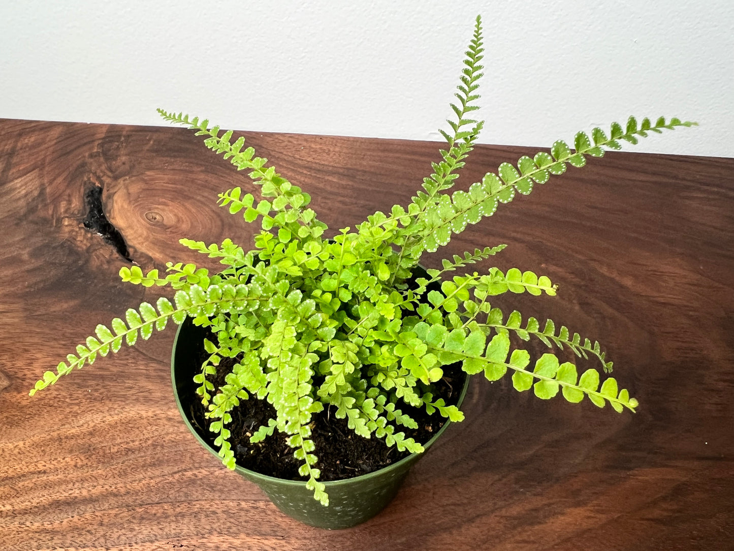 Lemon Button Fern 4”