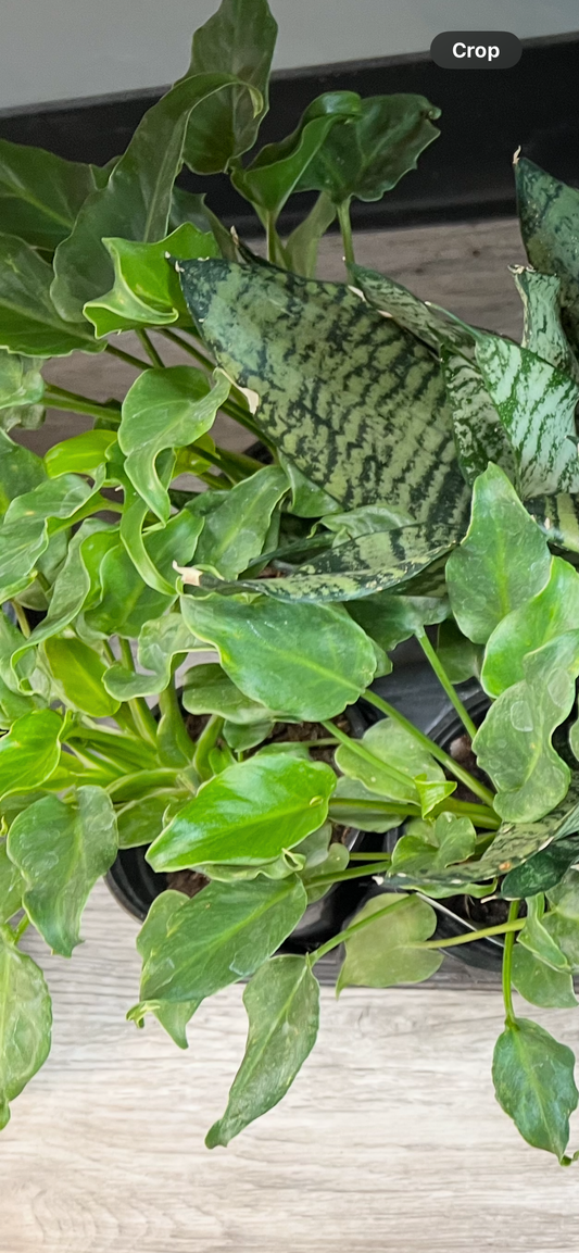 Philodendron Xanadu 4”