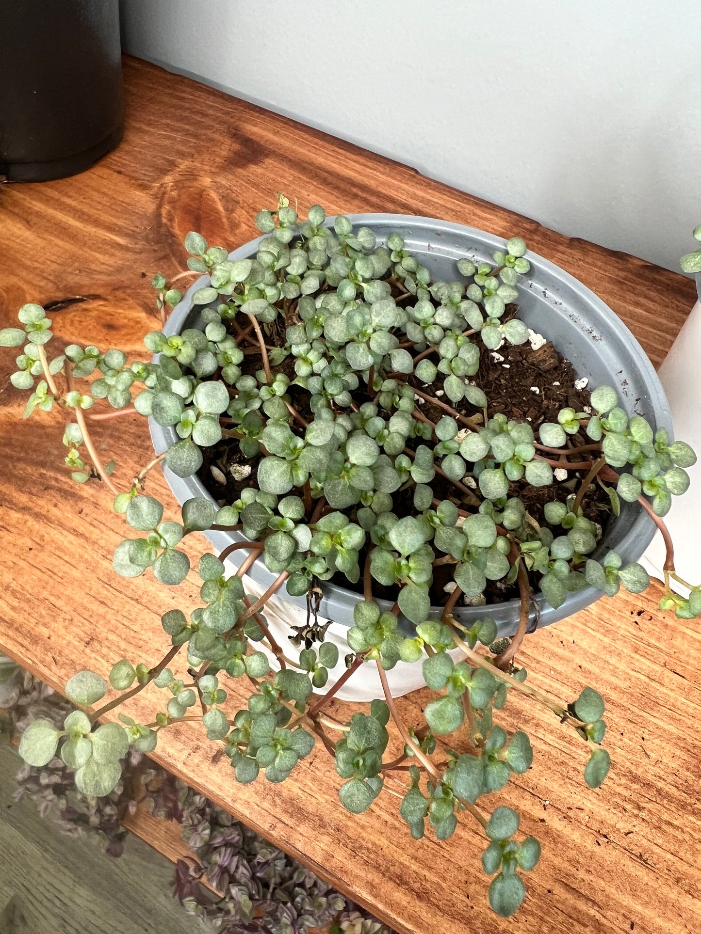 Pilea Glauca- Sliver Sparkle 4" (Mystifall)