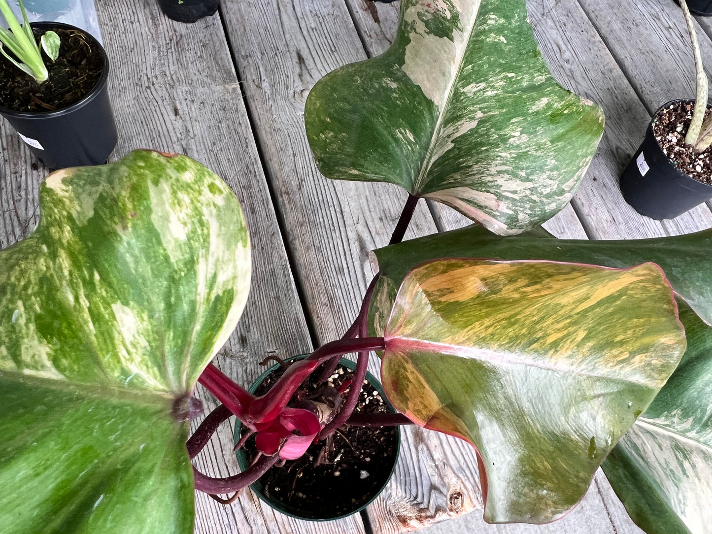 Philodendron-Strawberry Milkshake