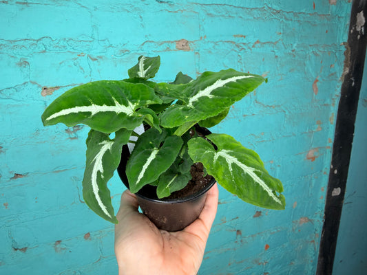 Syngonium-Wayettii 4”