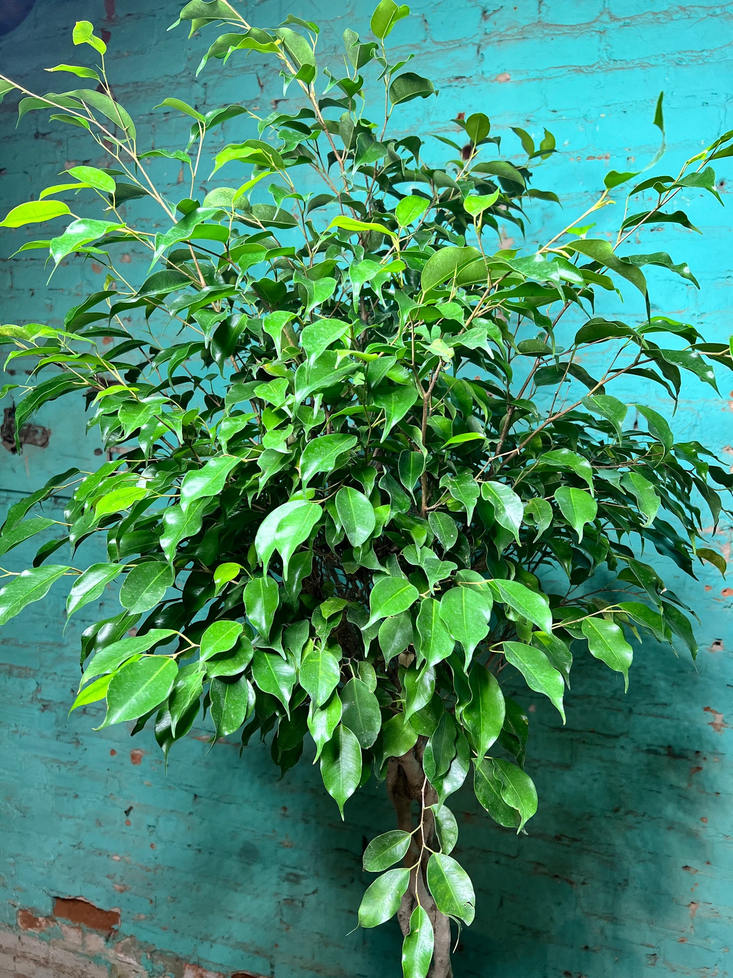 Ficus Benjamina Weeping Fig braided 10”