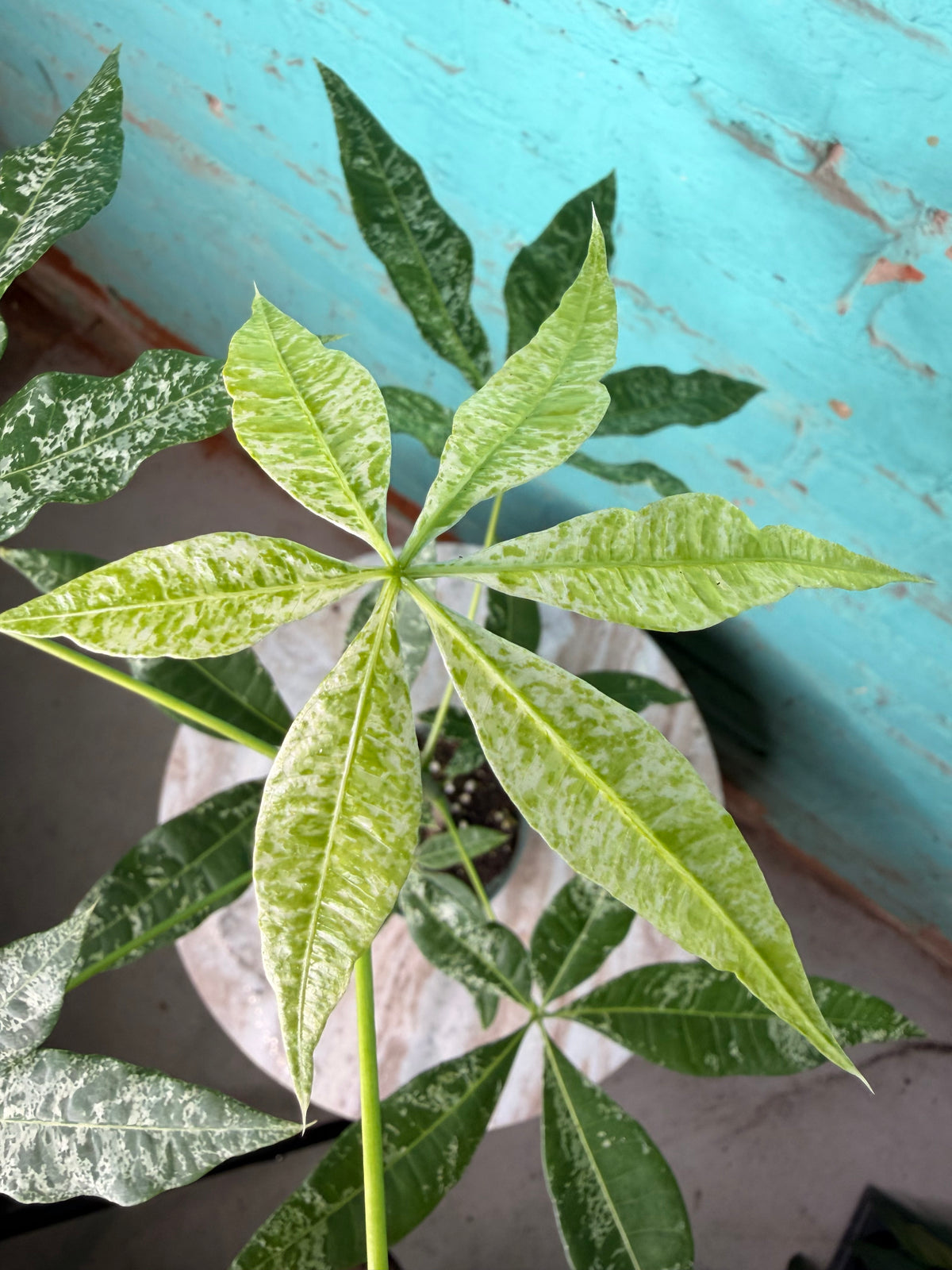 Money Tree Variegated 4”