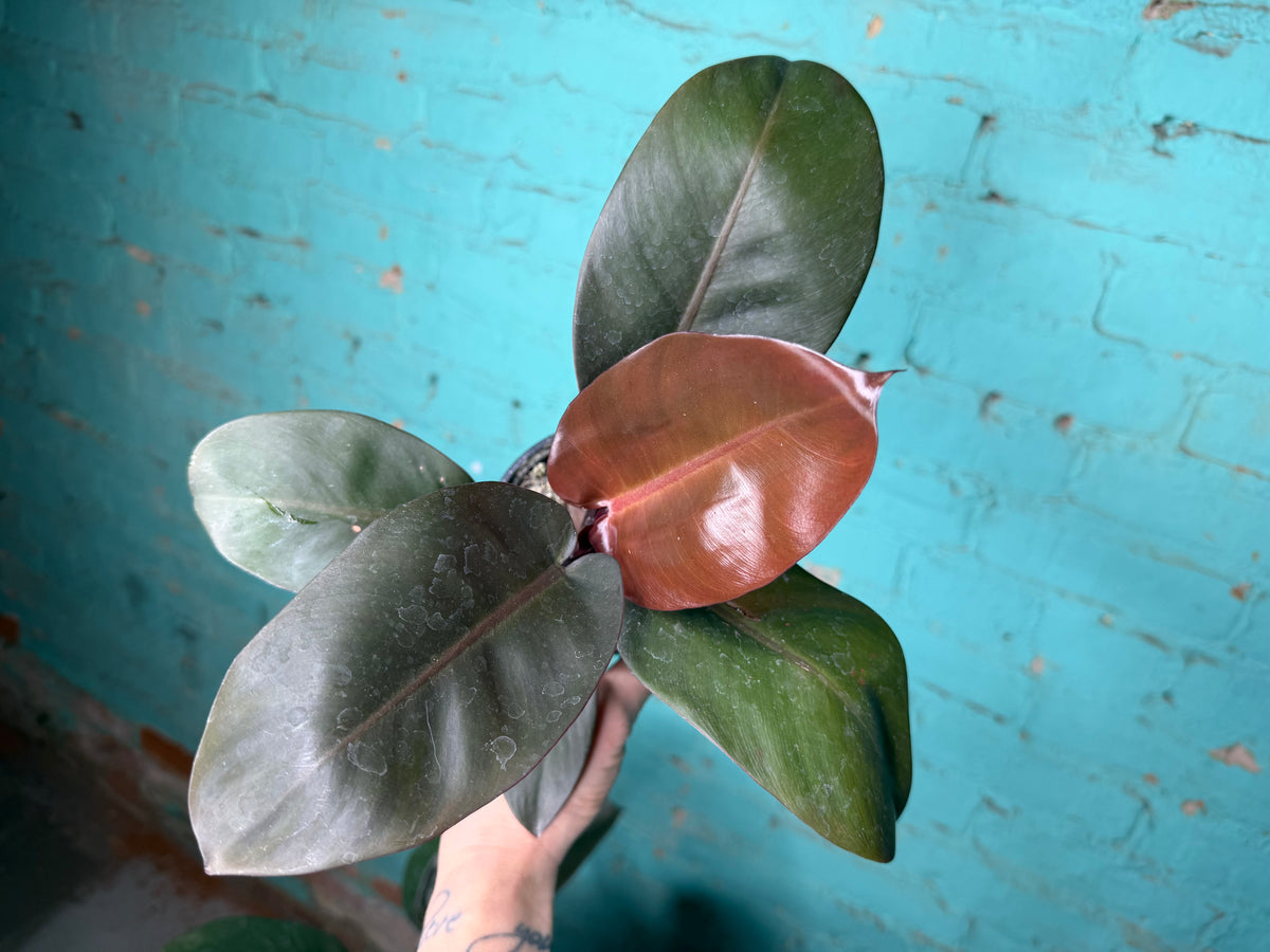 Philodendron Black Cardinal 4”