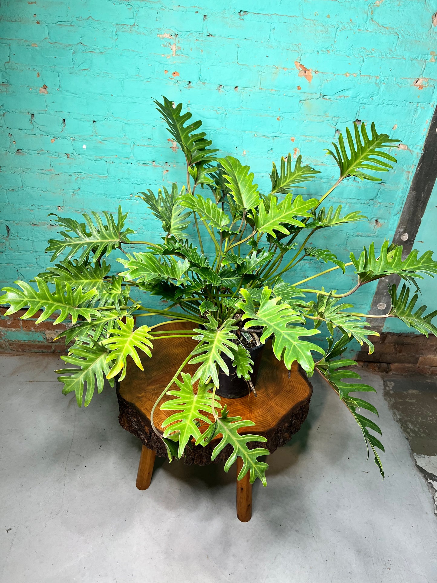 Philodendron Deja VU 10”