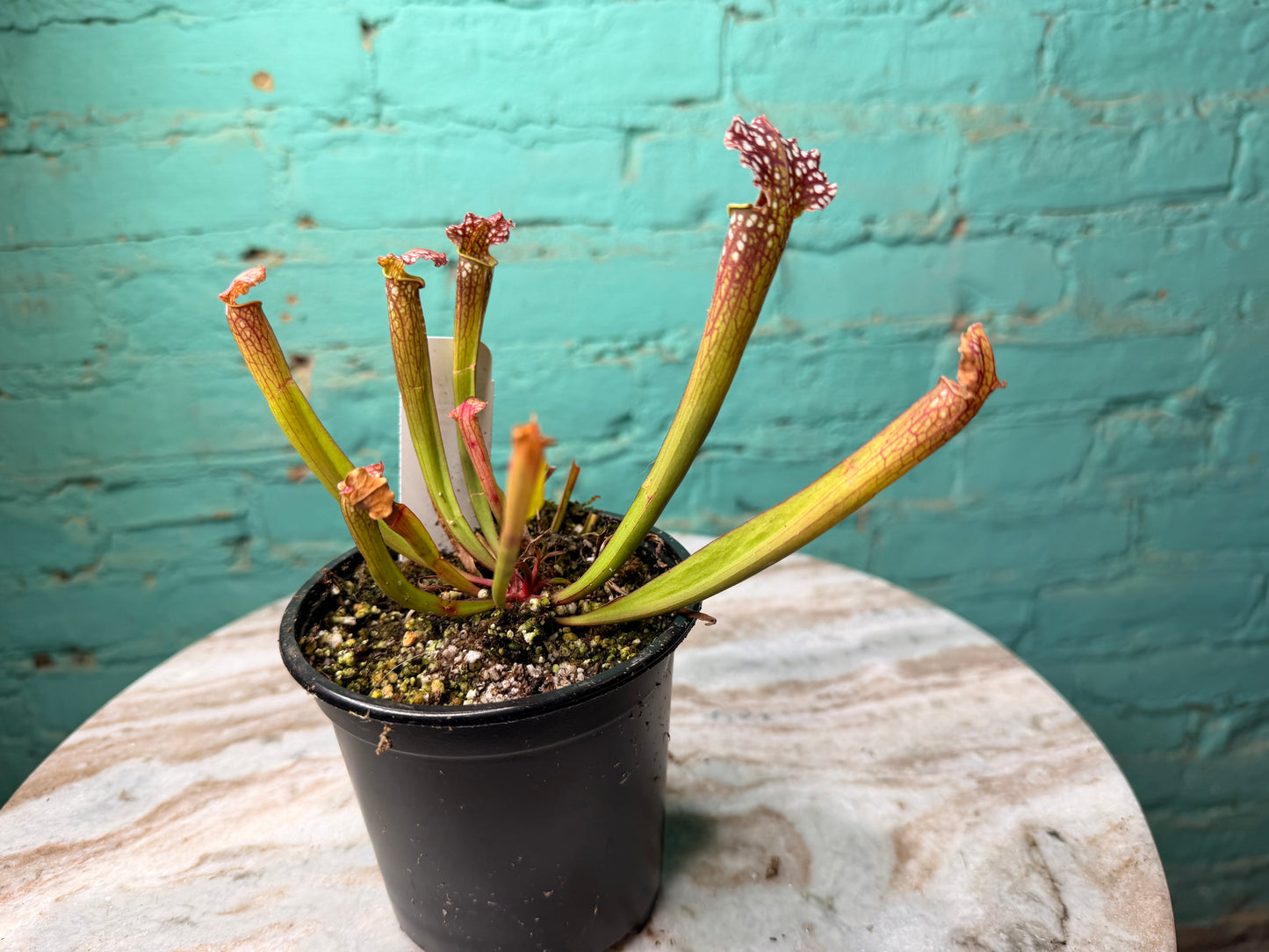 Sarracenia Farnhamii 4”