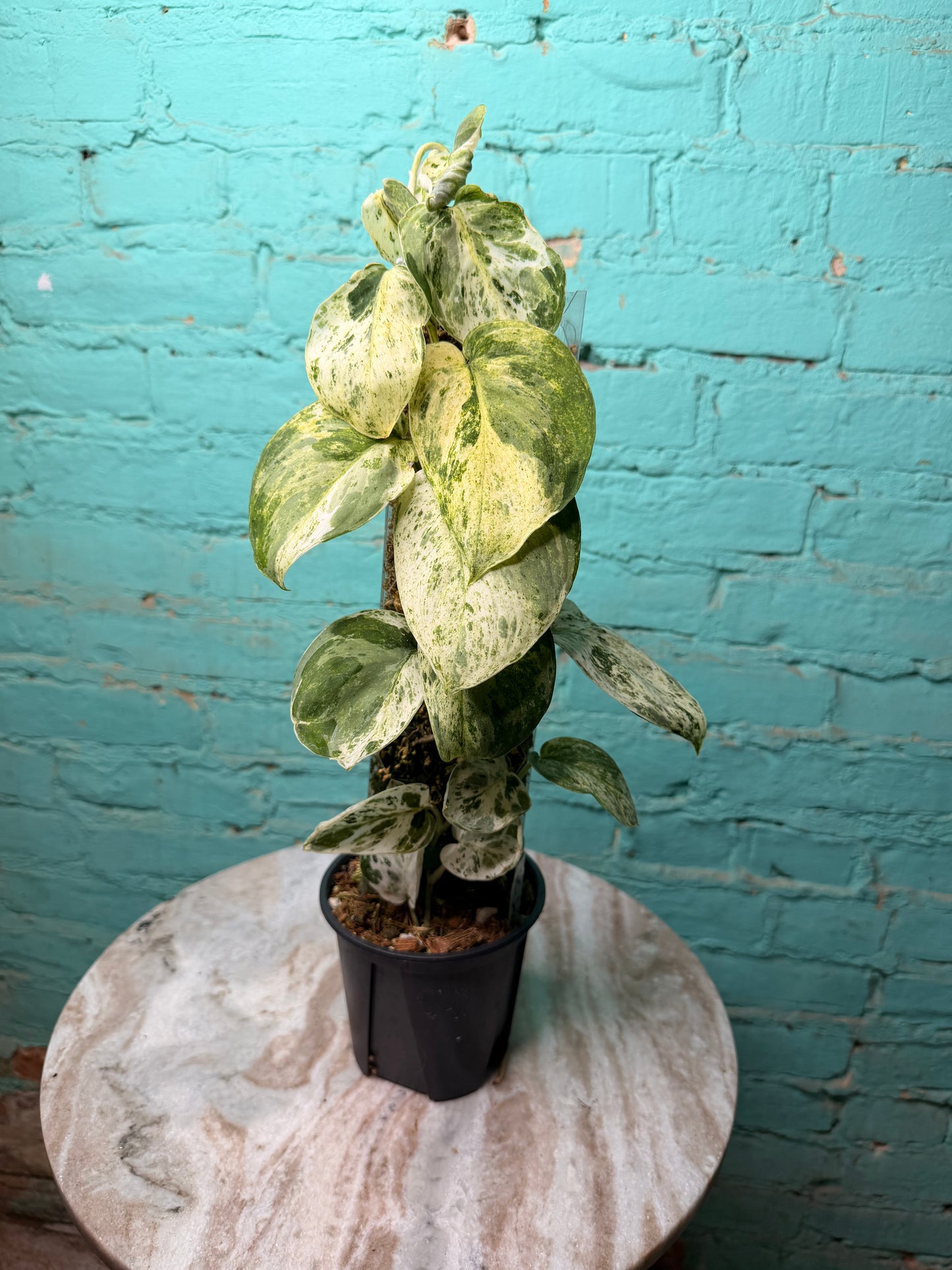 Scindapsus 'Jade Satin' aurea variegated -Moss Pole