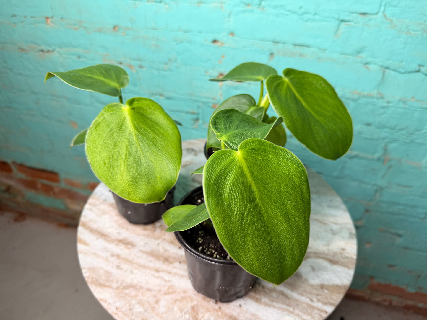 Philodendron Rugosum 4”