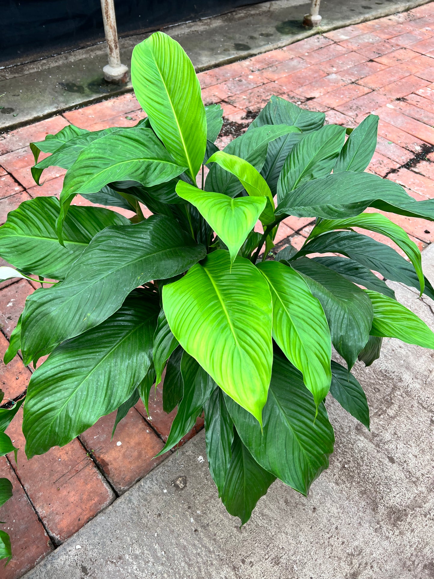 Peace Lilly (10inch)