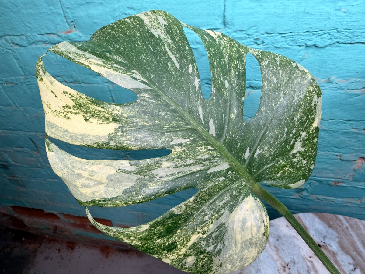 Monstera Legacy 4”