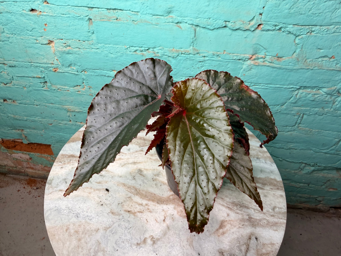 Begonia Maculata Black Magic 4”