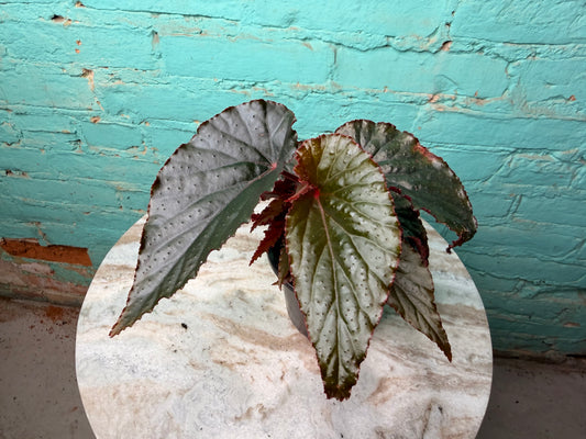 Begonia Maculata Black Magic 4”