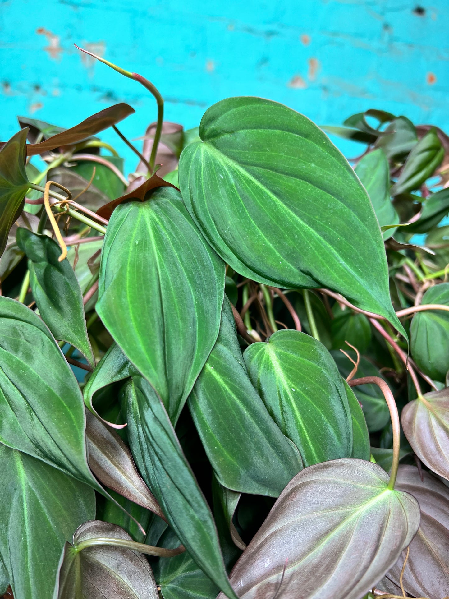 Philodendron Mican 8” basket