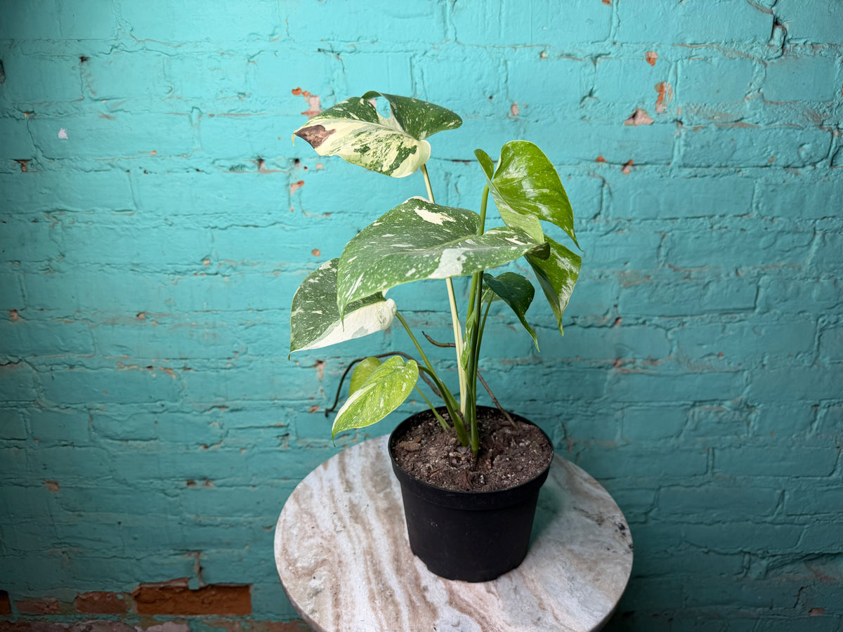 Monstera Thai constellation 4” repotted to 6”