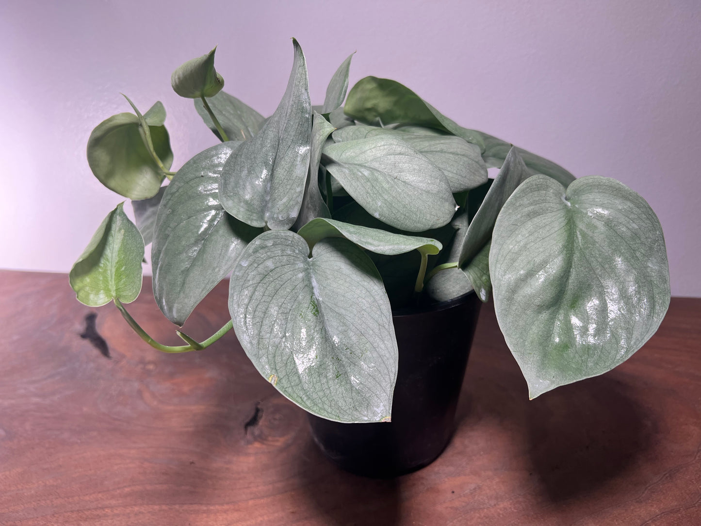 Scindapsus Platinum 6”