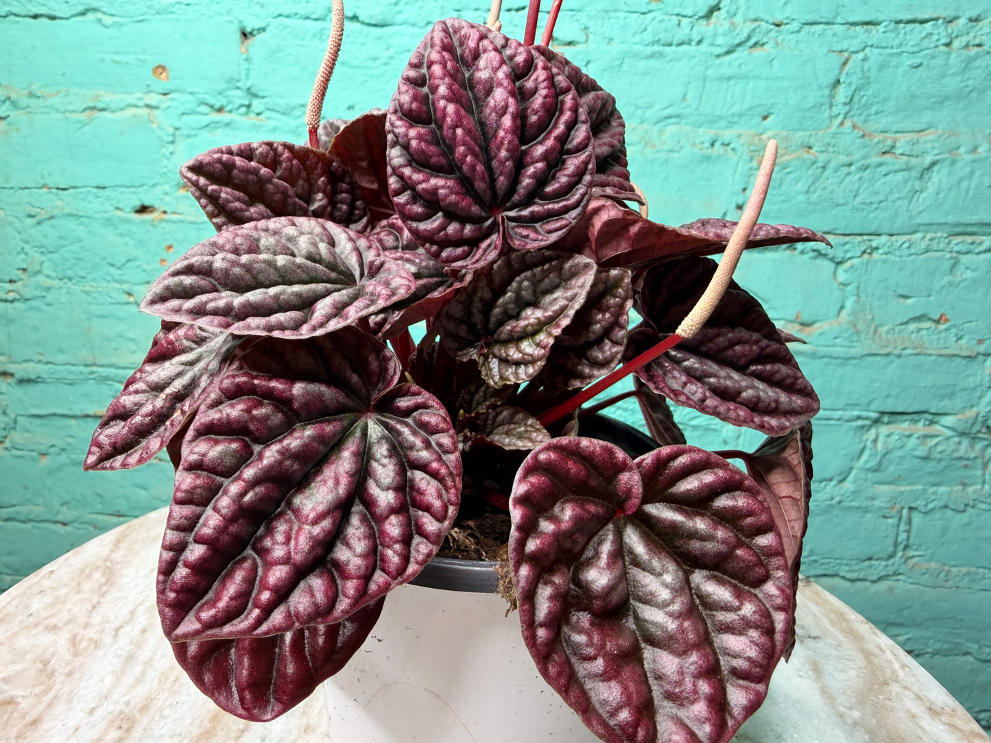 Peperomia Red Ripples 4”