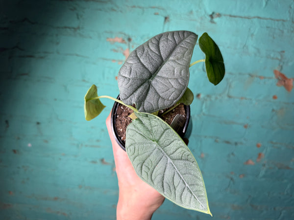 Alocasia Melo 4”