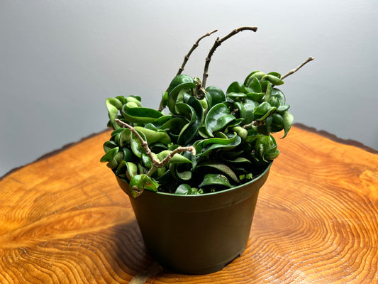 Hoya Hindu Rope (6 inch pot)