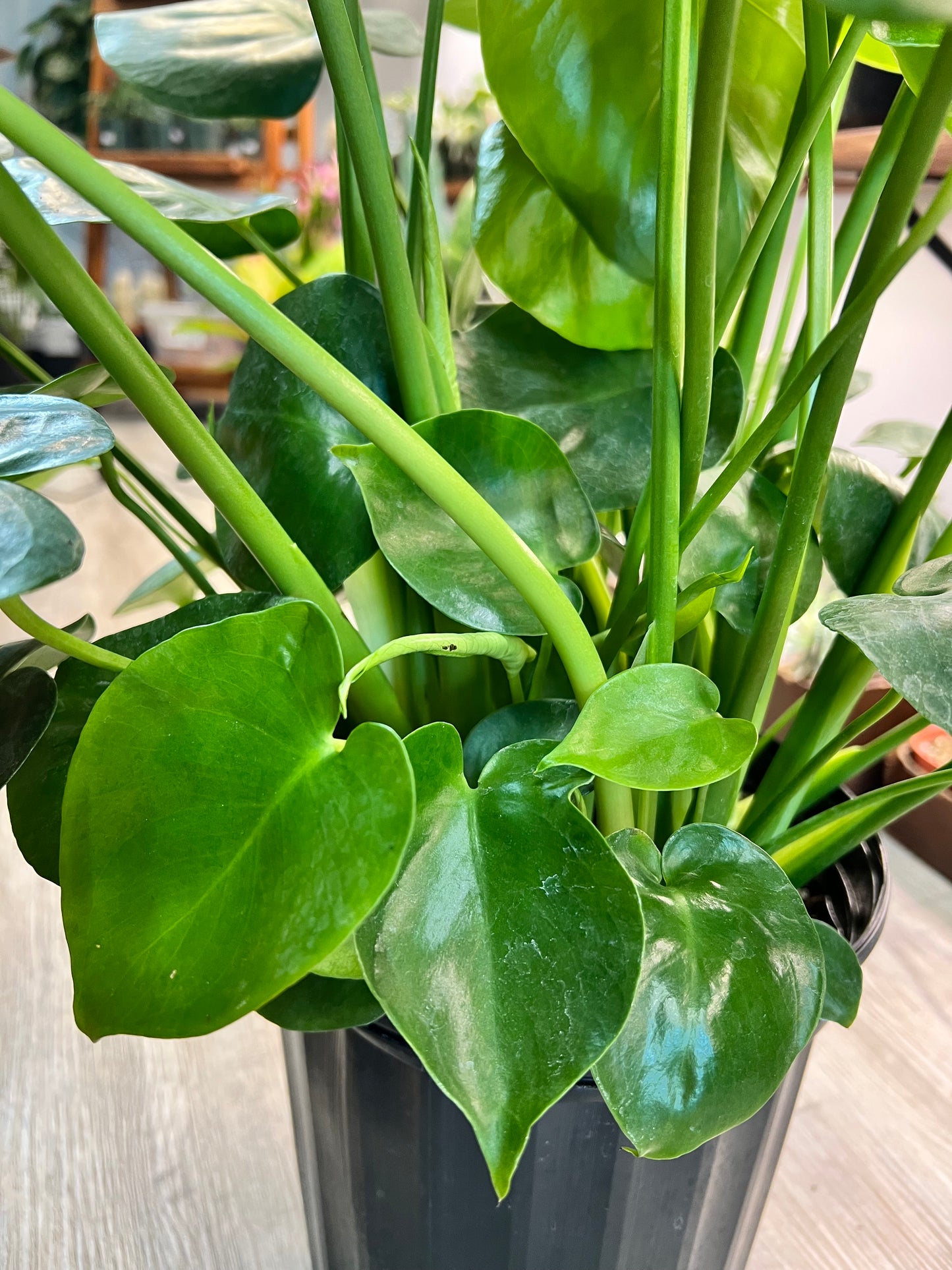 Monstera Deliciosa 8”