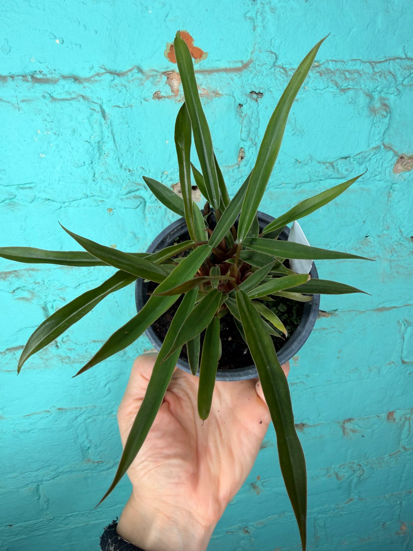 Philodendron Carmel Pluto  4”
