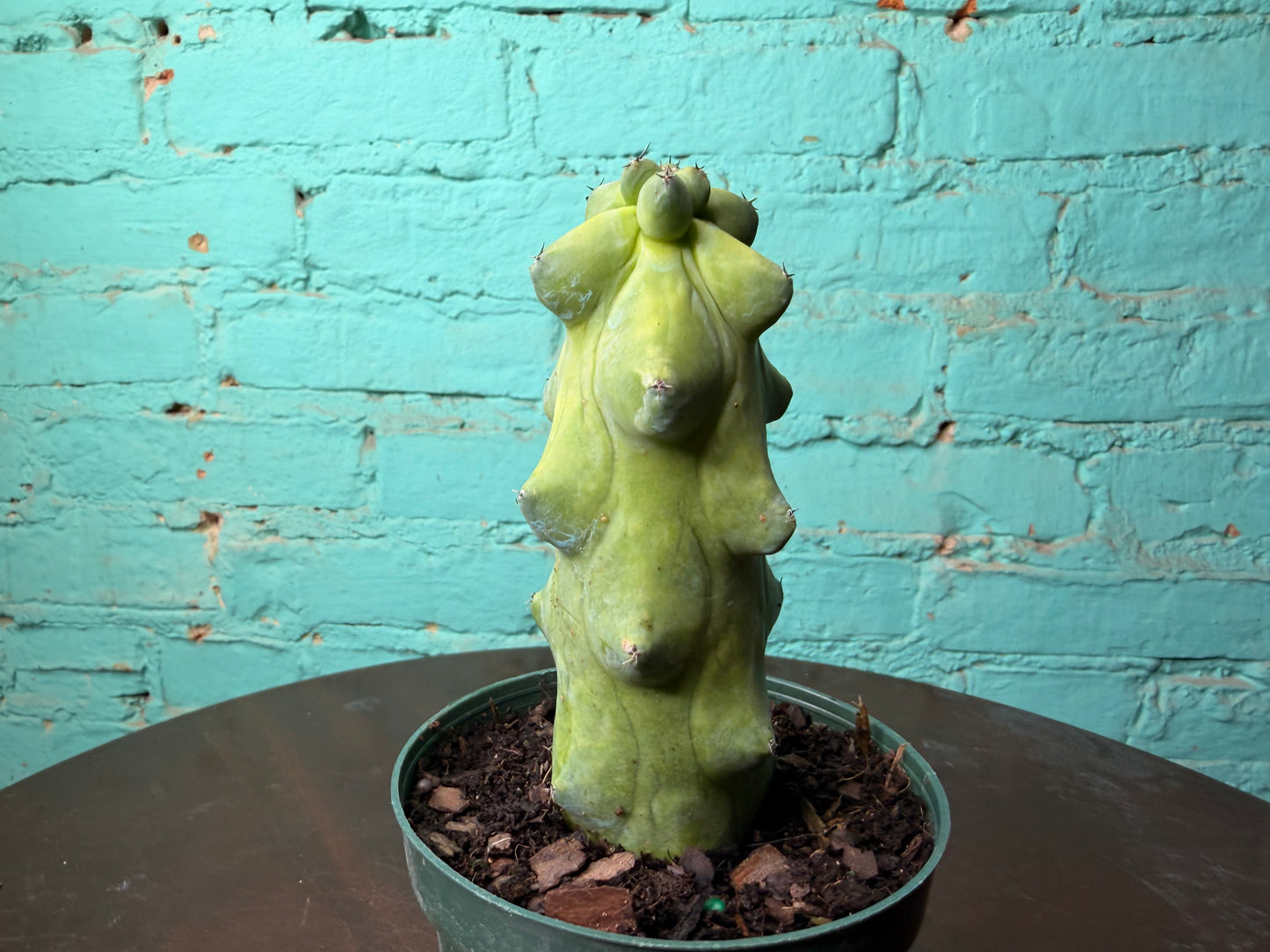 Boobie Cactus 4”