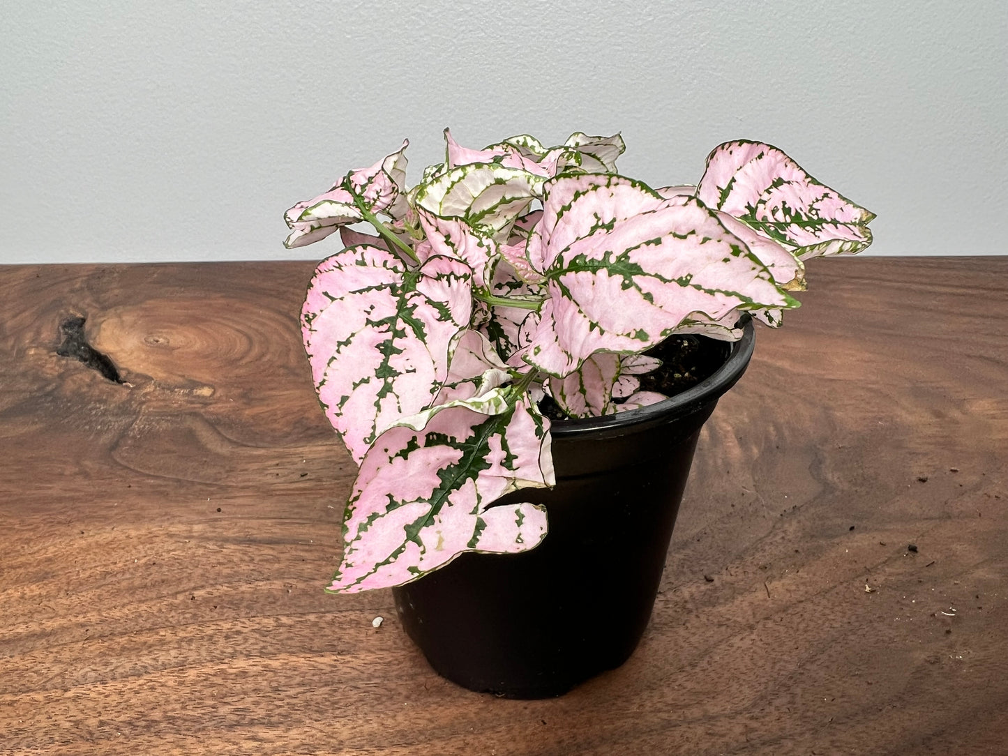 Nerveplant (Multi color 4inch)