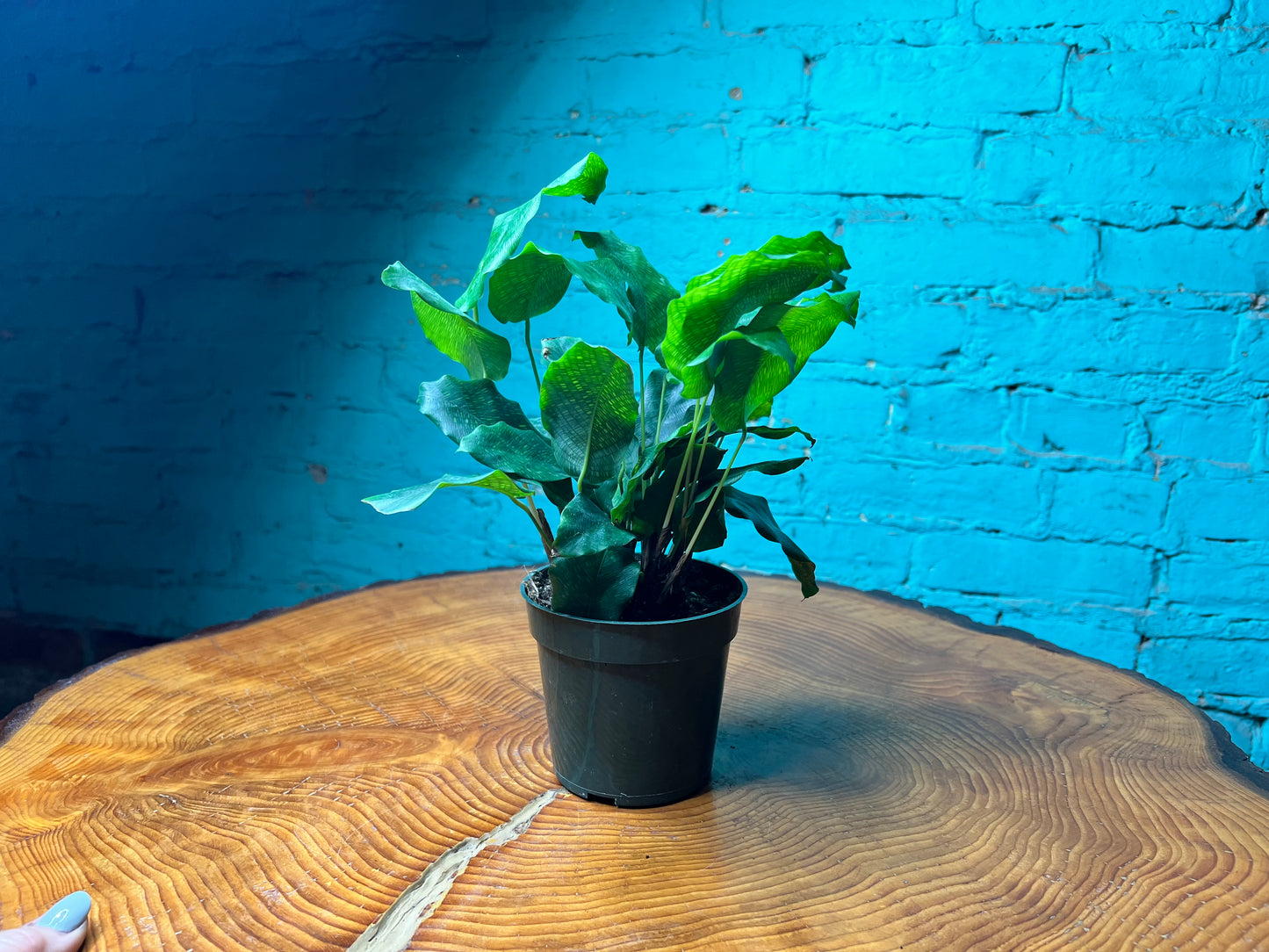 Calathea Network Plant