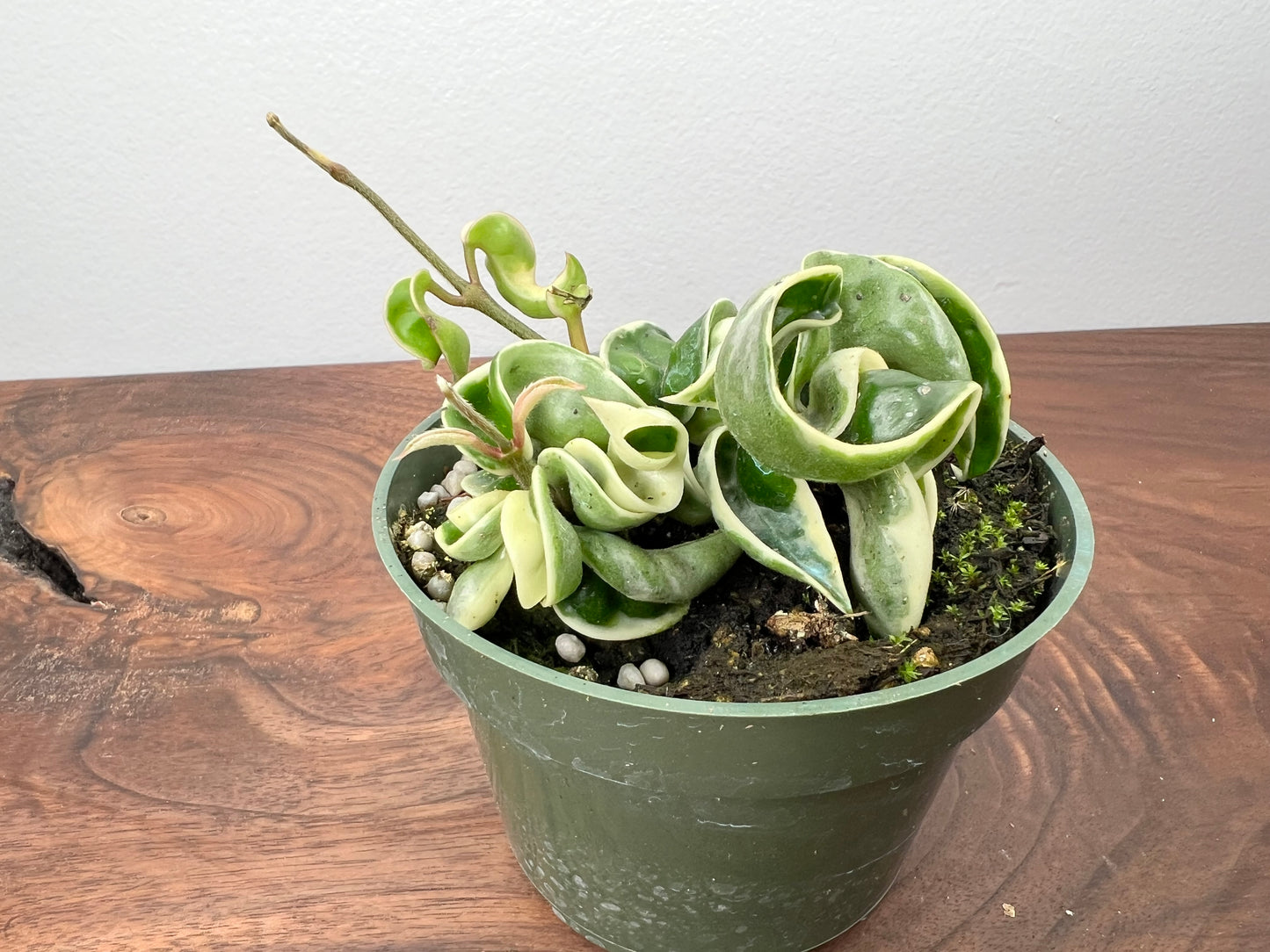 Hindu Rope Variegated