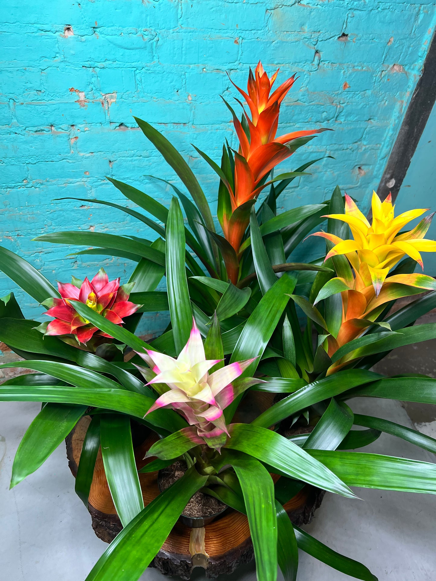 Bromeliad 6”