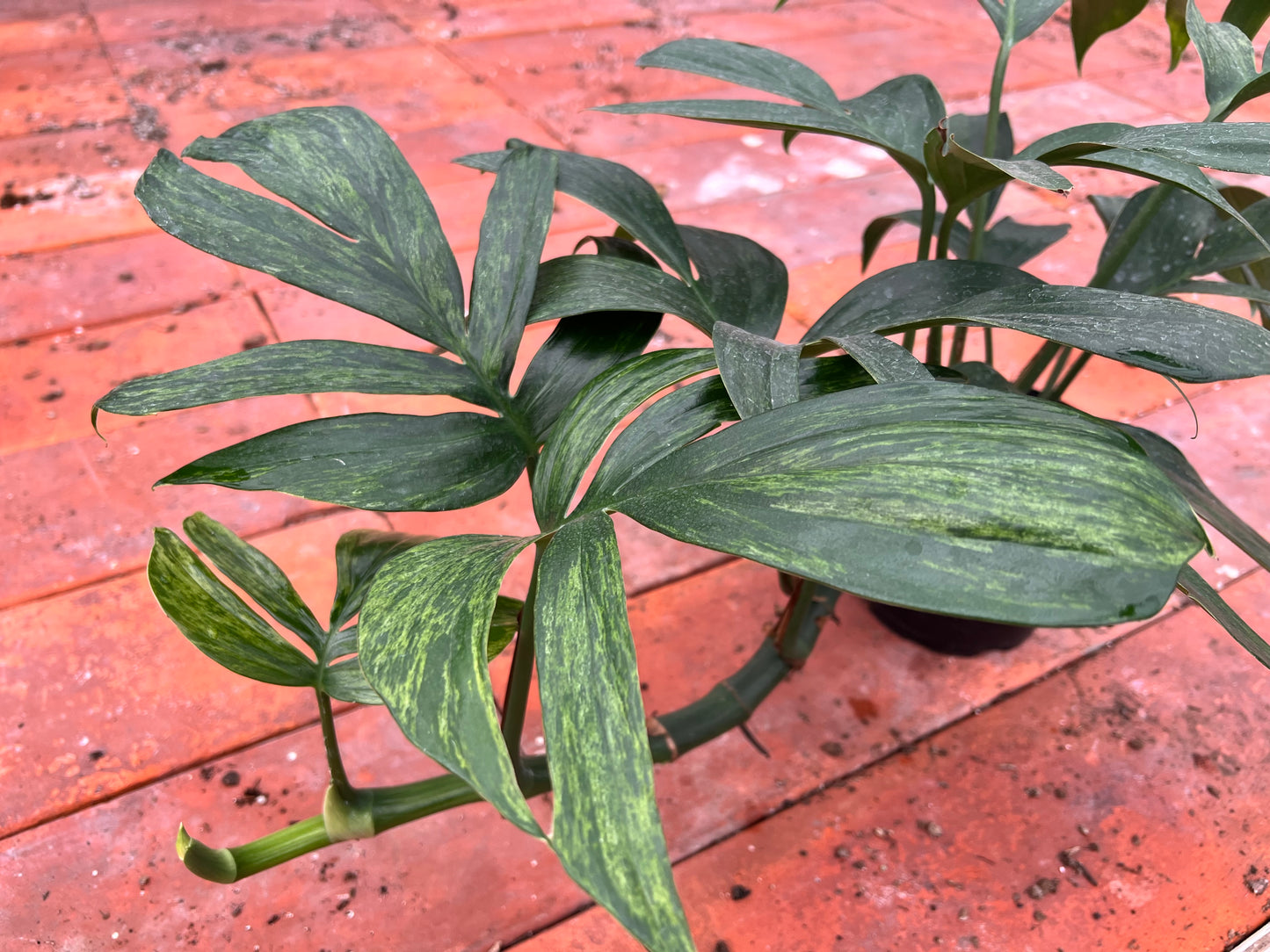 Monstera Decursiva Variegated 6” “Dragon Tail”