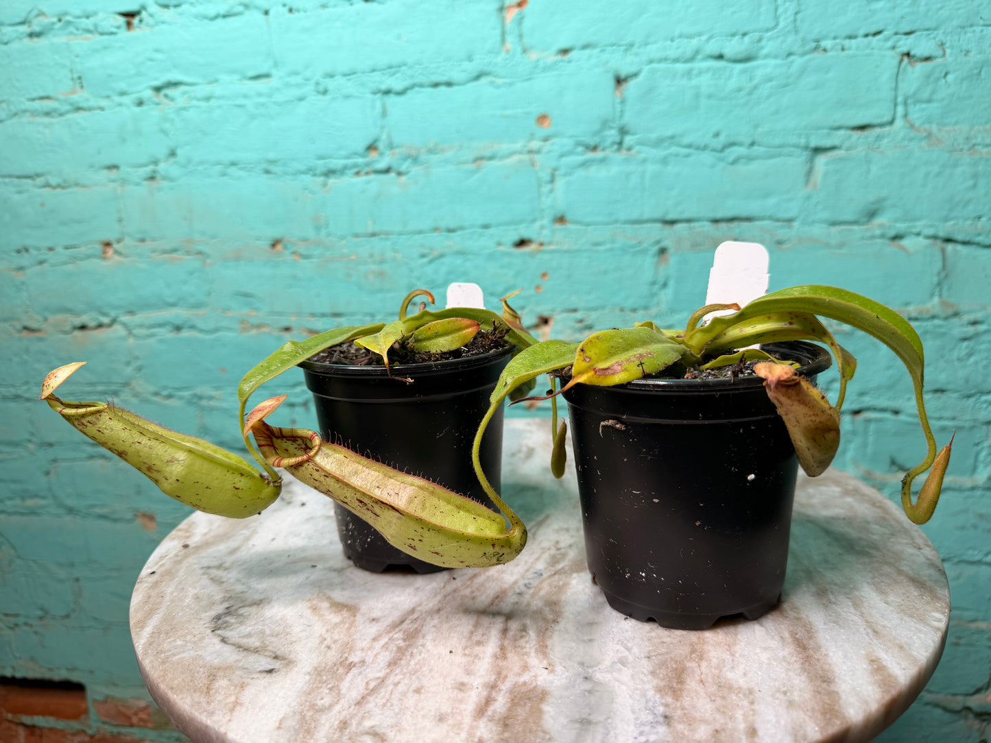 Nepenthes Pitcher Plant “Dyeriana” 4”