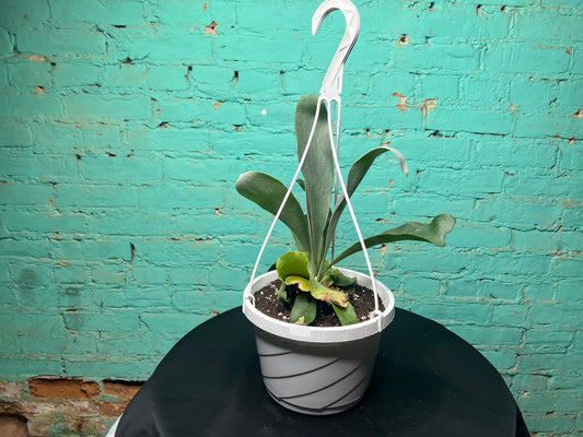 Platycerium bifurcatum -Staghorn Fern  8” basket