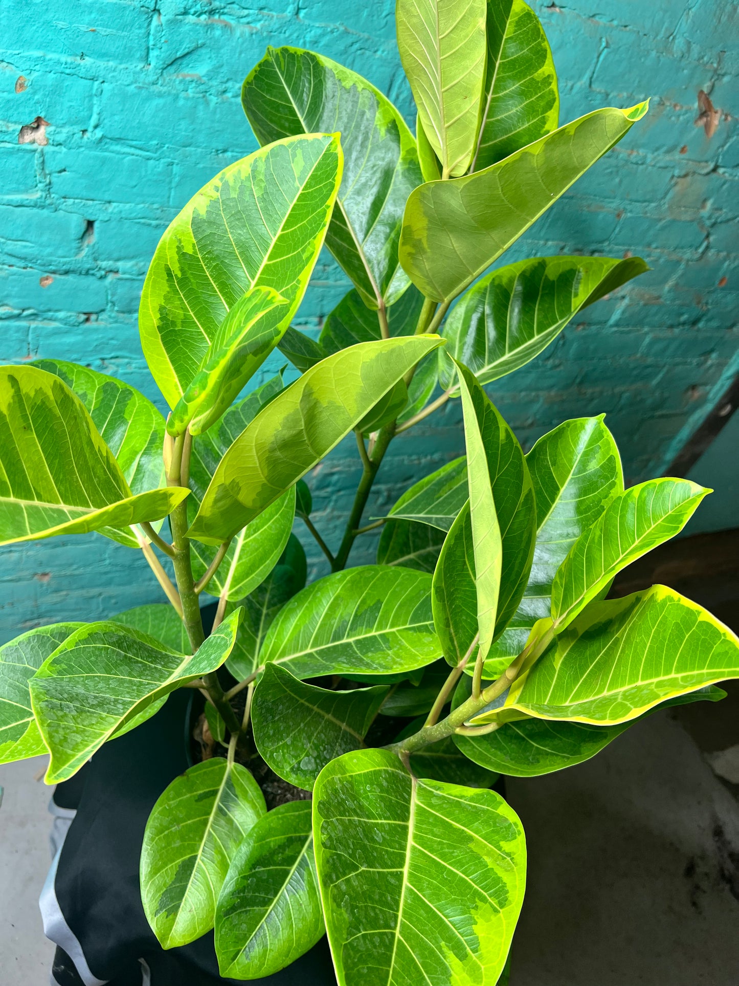 Ficus microcarpa ‘Golden Gem’ 
 10”
