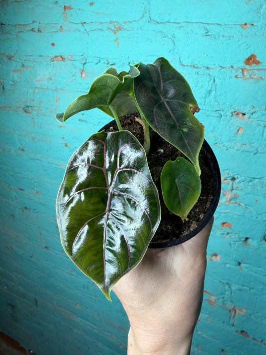 Alocasia Azlanii 4”