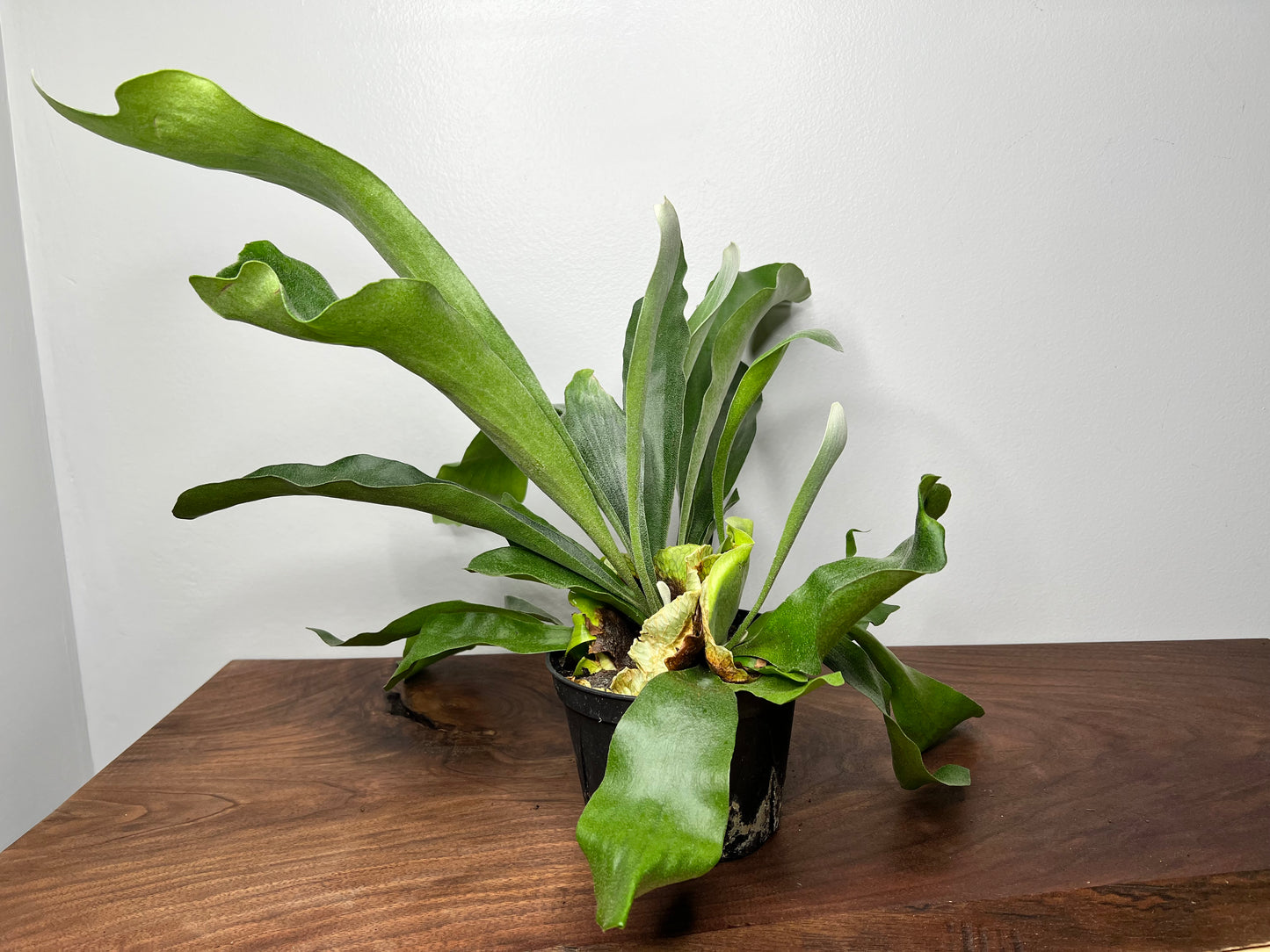 Staghorn fern 6”