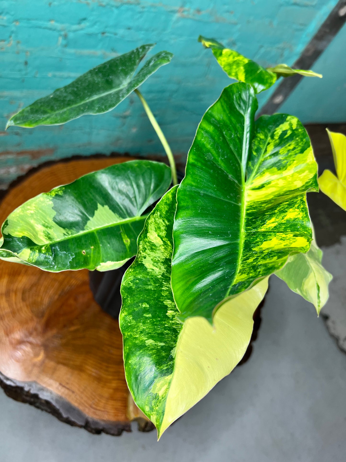 Philodendron Burle Marx Variegated 10”