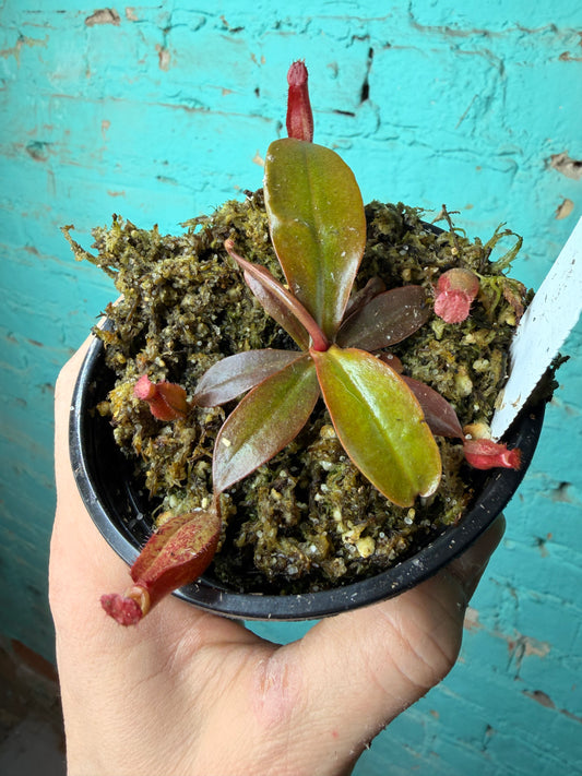 Nepenthes Pitcher Plant “Lady Luck ” 4”