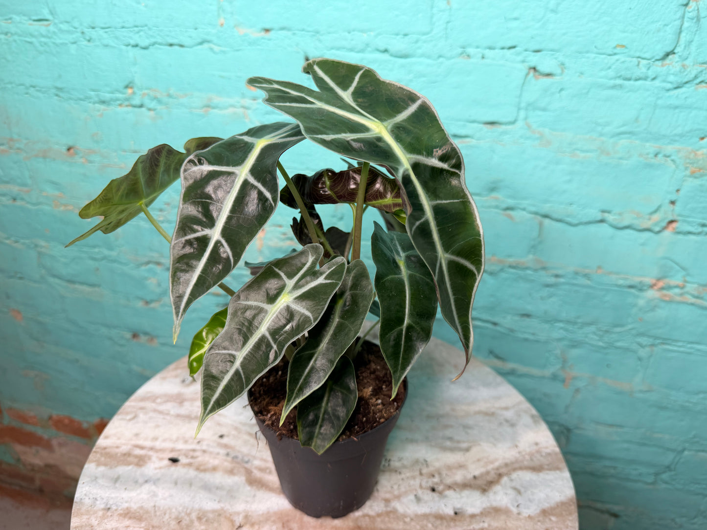 Alocasia Polly 4”
