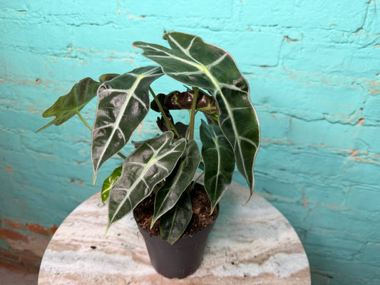 Alocasia Polly 4”