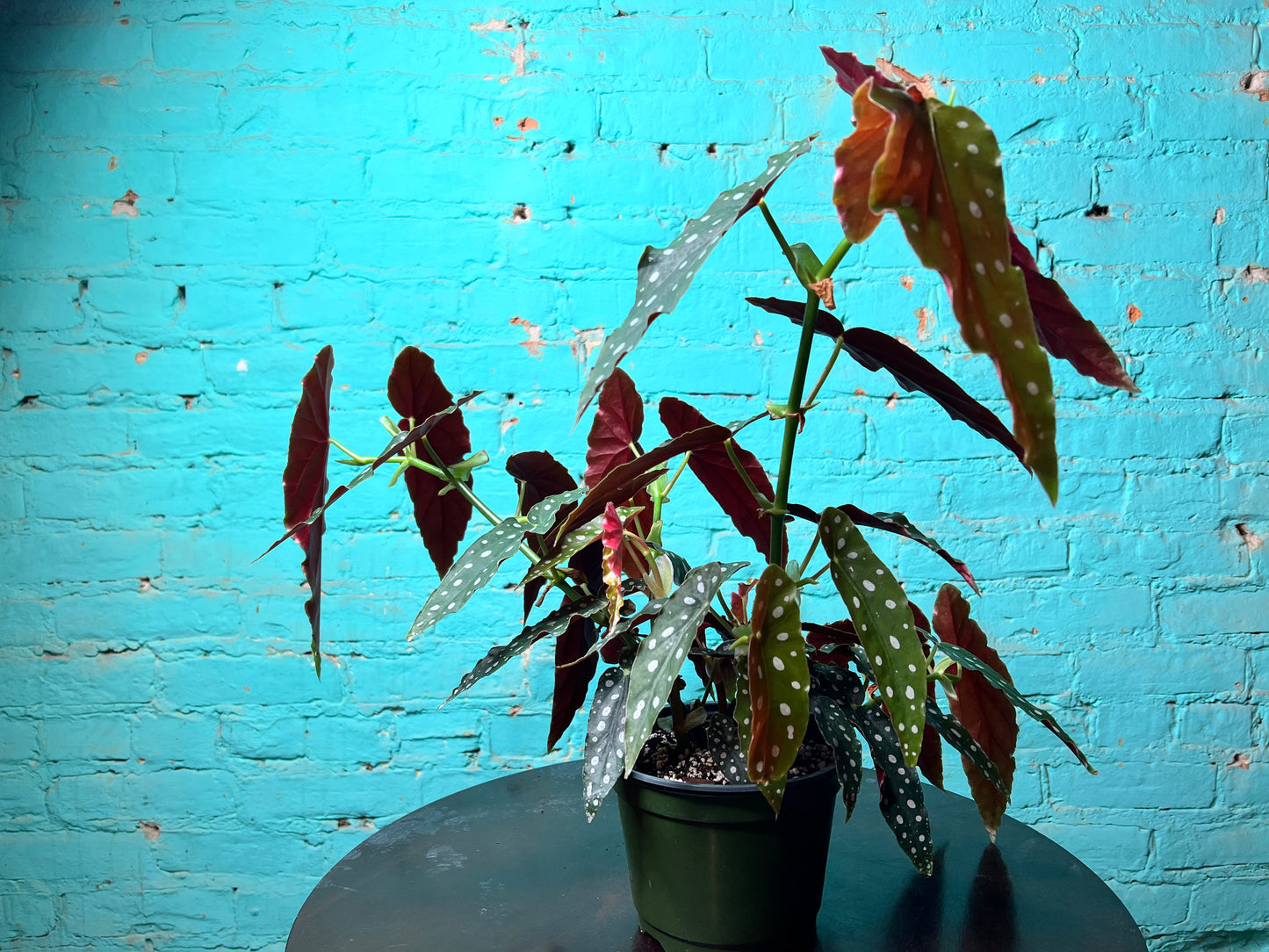Begonia Maculata 6” Polka Dot