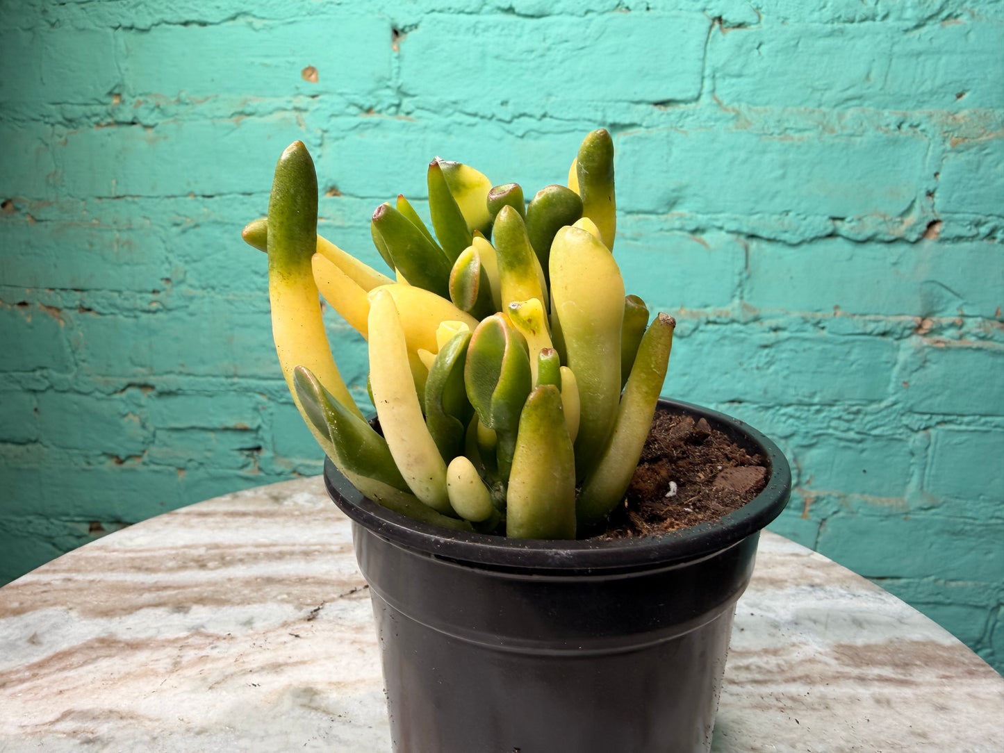 Jade- Fingers/Orgre Ears Variegated 4”
