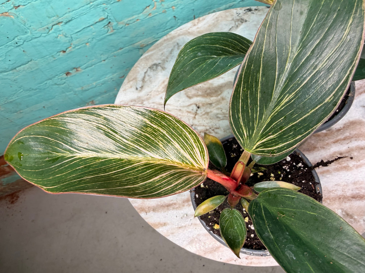 Philodendron Birkin Pink 4” high color
