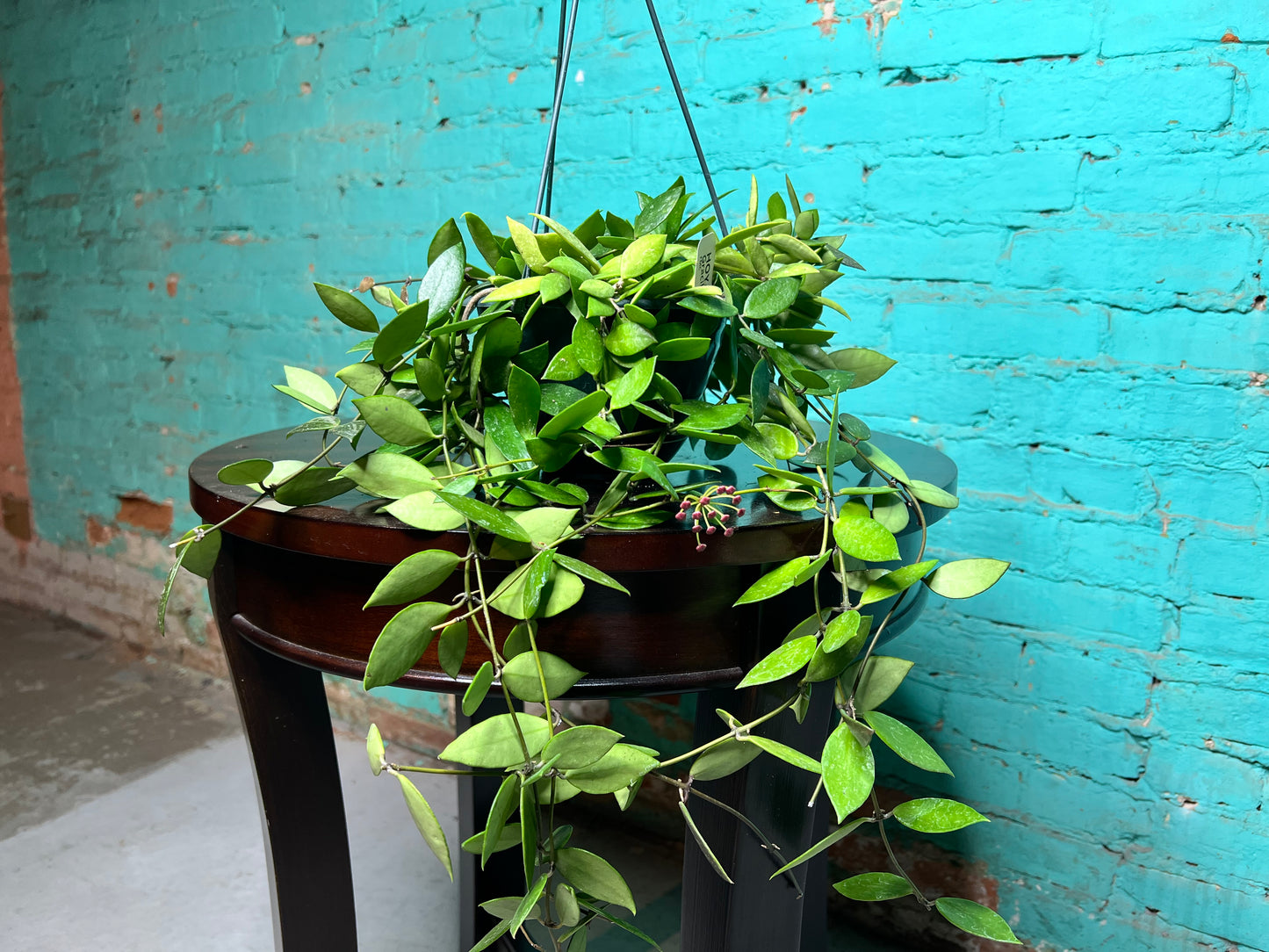 Hoya-Gracillis 6” Basket