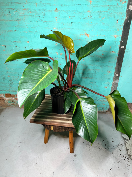 Philodendron Red Congo 10”