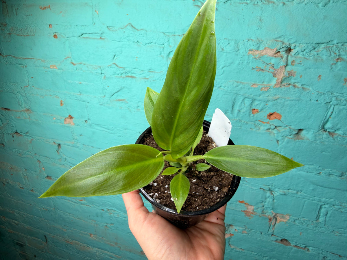 Philodendron Subhastatum 4”